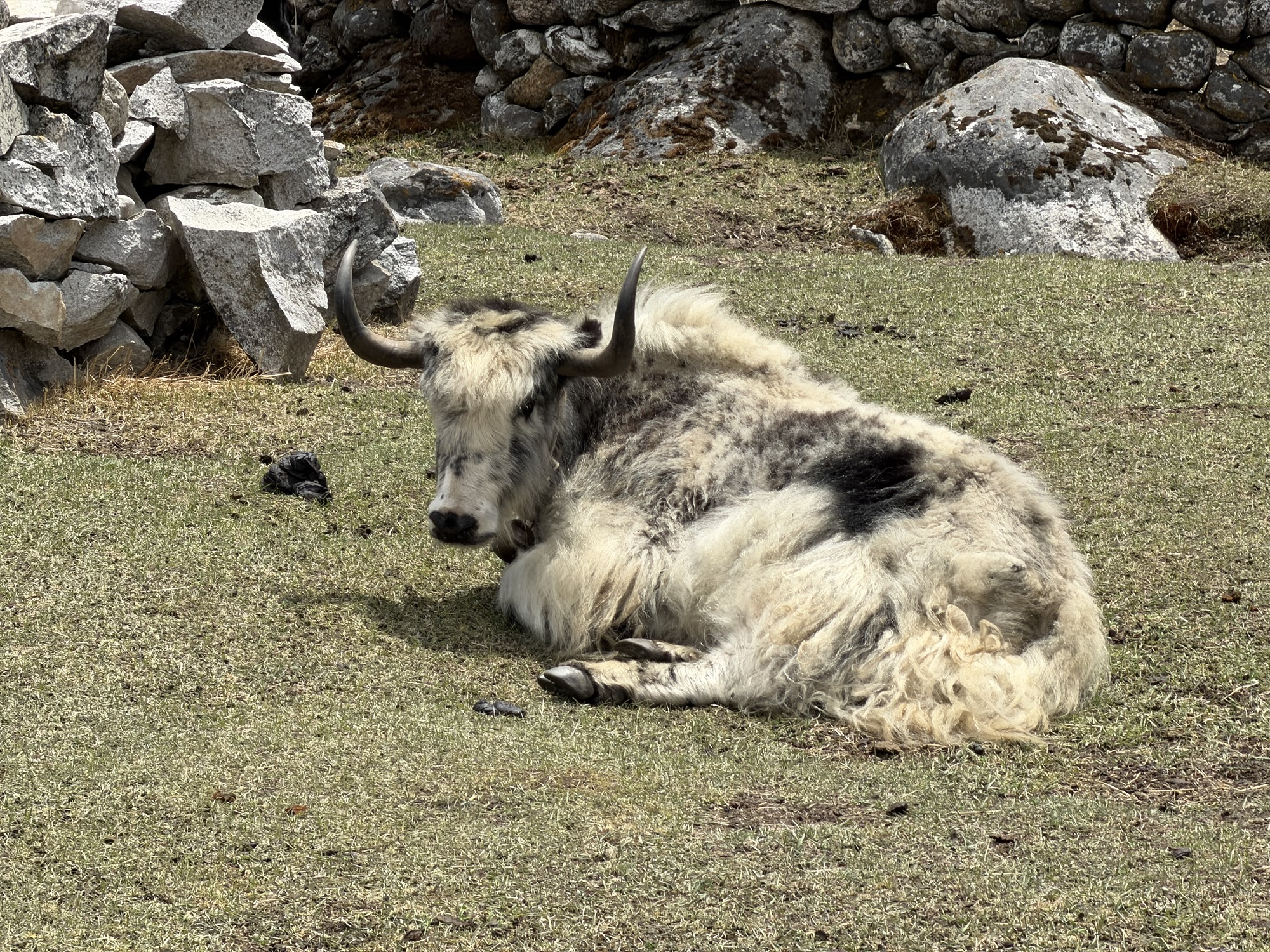 Day 19 Gorak Shep to Pheriche – Everest Base Camp Trek